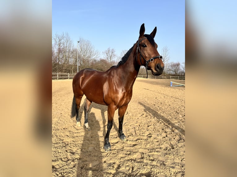 Thoroughbred Mare 6 years 16,2 hh Brown in Raubling