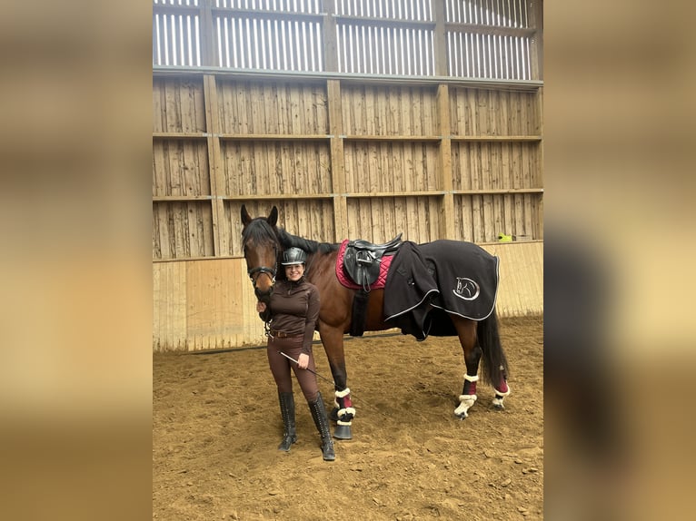 Thoroughbred Mare 6 years 16,2 hh Brown in Raubling