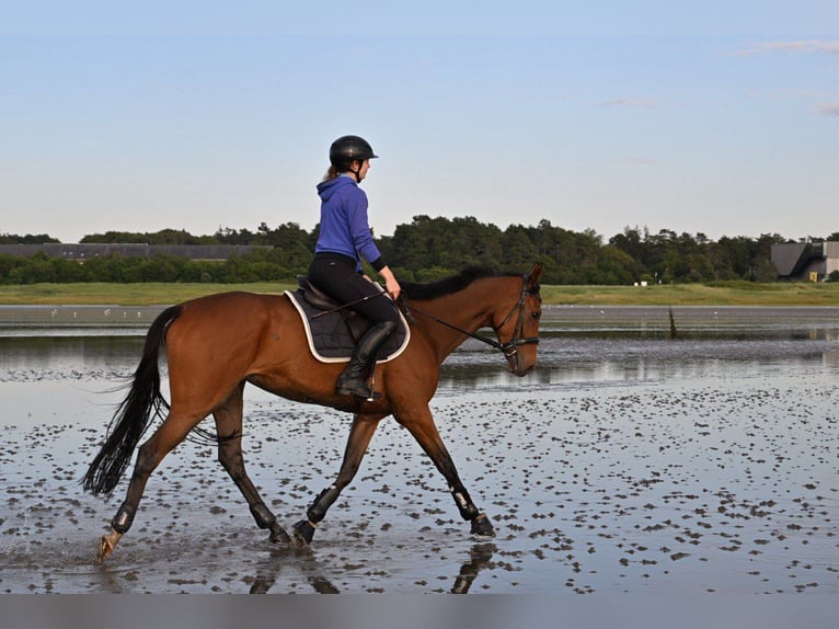 Thoroughbred Mare 6 years 16 hh Bay-Dark in Hassendorf