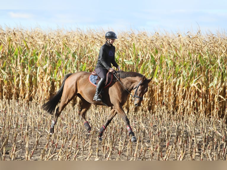 Thoroughbred Mare 6 years 16 hh Bay-Dark in Hassendorf