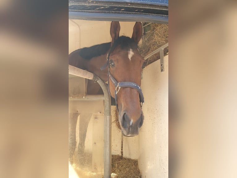 Thoroughbred Mare 6 years 16 hh Bay-Dark in Hassendorf
