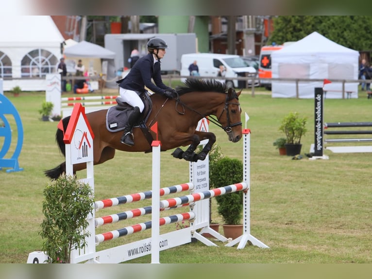 Thoroughbred Mare 6 years 16 hh Bay-Dark in Hassendorf