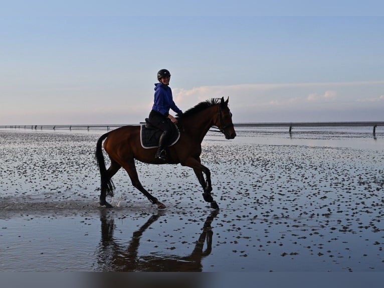 Thoroughbred Mare 6 years 16 hh Bay-Dark in Hassendorf