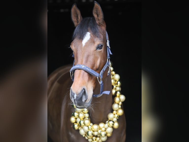 Thoroughbred Mare 6 years 16 hh Bay-Dark in Hassendorf