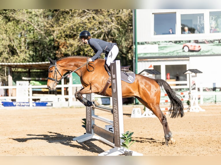 Thoroughbred Mare 6 years 16 hh Bay-Dark in Hassendorf