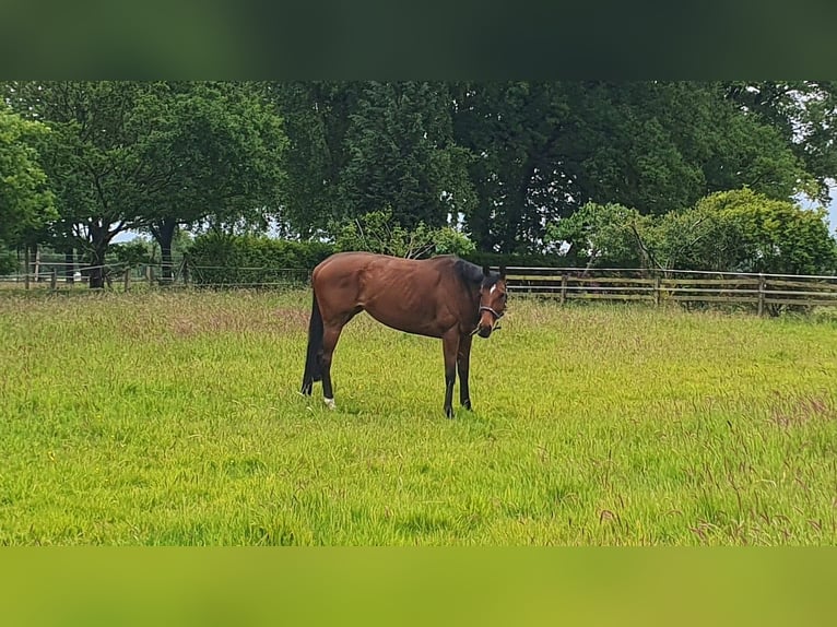 Thoroughbred Mare 6 years 16 hh Bay-Dark in Hassendorf
