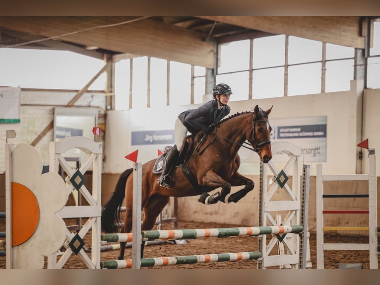 Thoroughbred Mare 6 years 16 hh Bay-Dark in Hassendorf