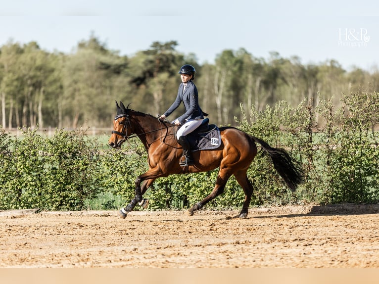 Thoroughbred Mare 6 years 16 hh Bay-Dark in Hassendorf