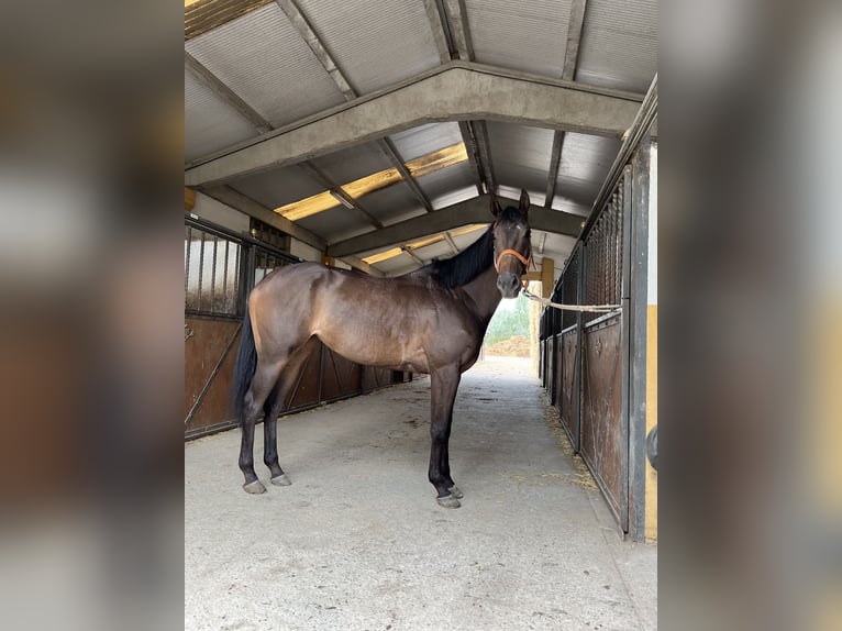 Thoroughbred Mare 6 years 16 hh Bay-Dark in Lardero