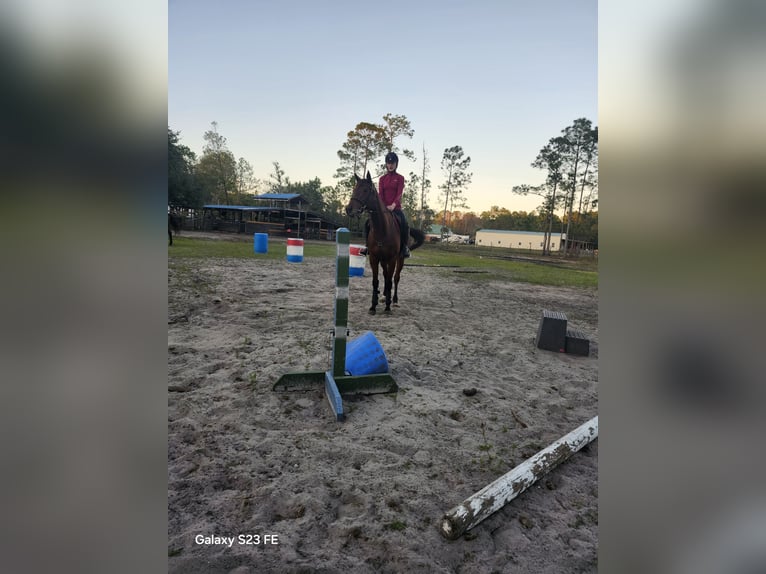 Thoroughbred Mare 6 years 16 hh Bay in Bunnell