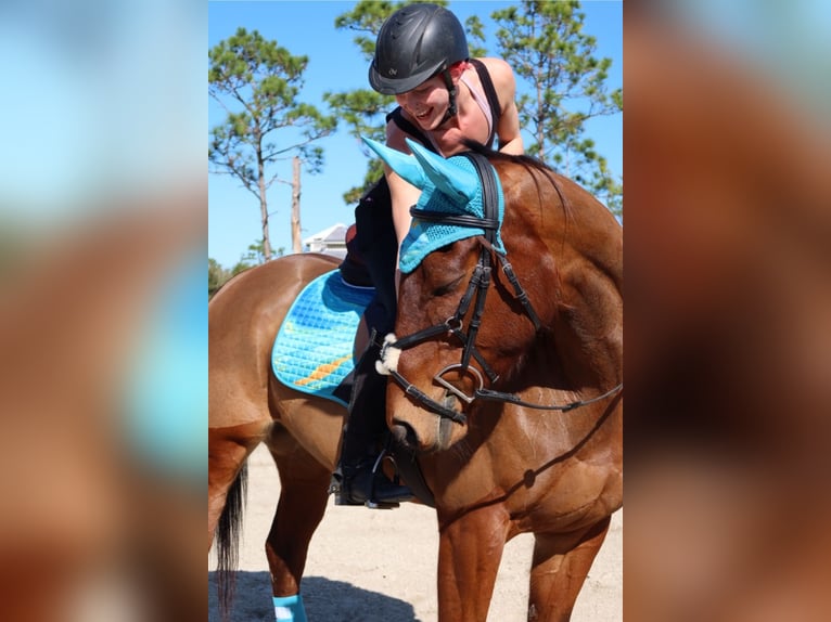 Thoroughbred Mare 6 years 16 hh Bay in Christmas FL