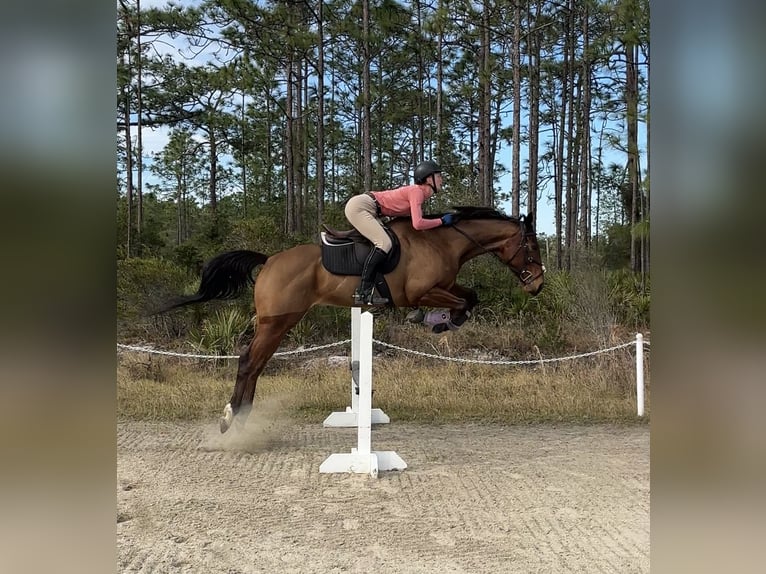 Thoroughbred Mare 6 years 16 hh Bay in Christmas FL