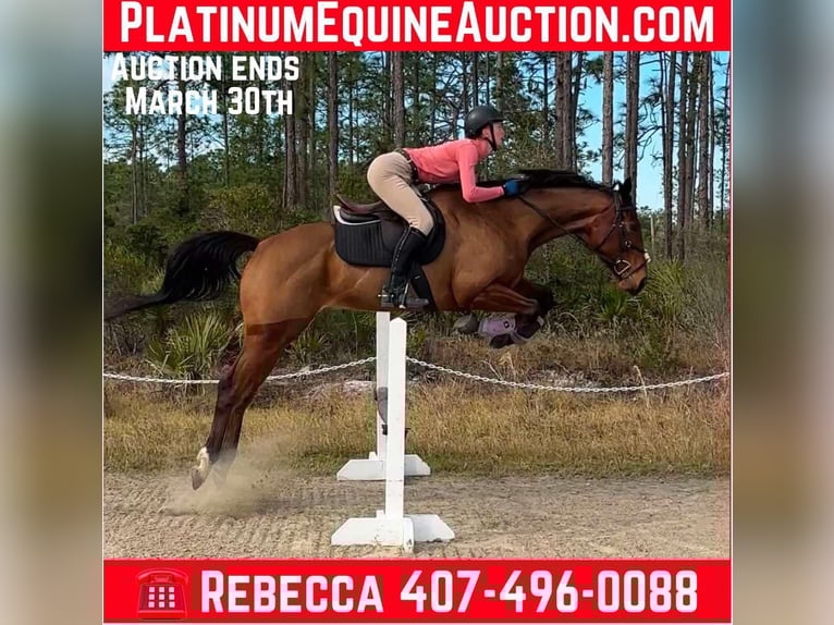 Thoroughbred Mare 6 years 16 hh Bay in Christmas FL