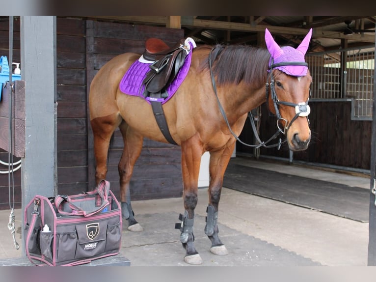 Thoroughbred Mare 6 years 16 hh Bay in Christmas FL