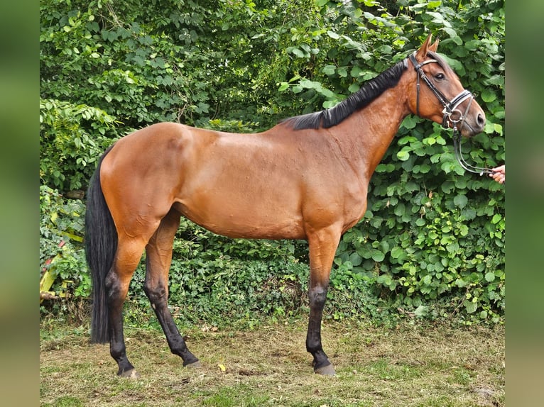 Thoroughbred Mare 6 years 16 hh Brown in Bohmte