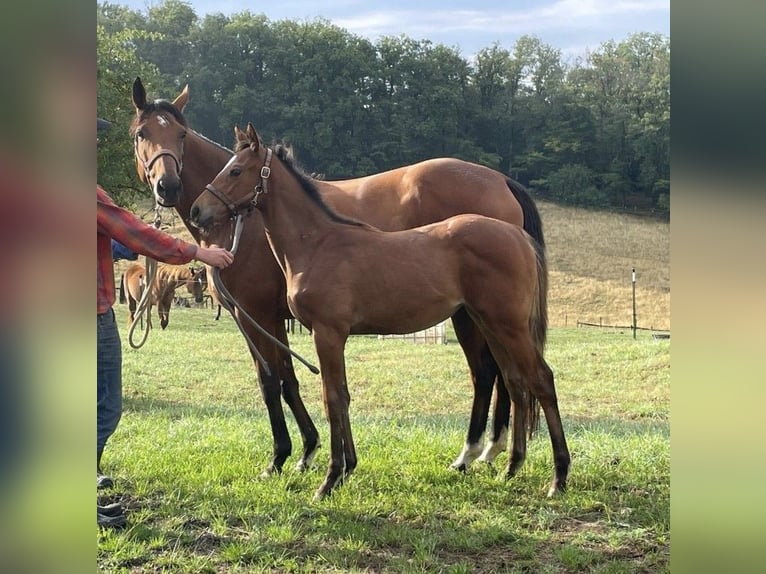 Thoroughbred Mare 6 years 16 hh Brown in Lorch