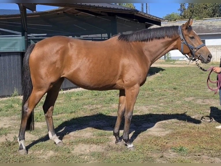 Thoroughbred Mare 6 years 16 hh Brown in Lorch