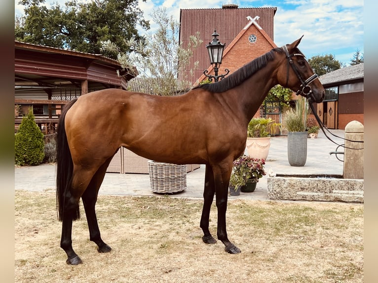 Thoroughbred Mare 6 years 16 hh Brown in Schwarme