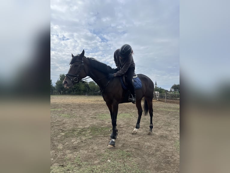 Thoroughbred Mare 6 years 16 hh Brown in Satnica &#x110;akova&#x10D;ka