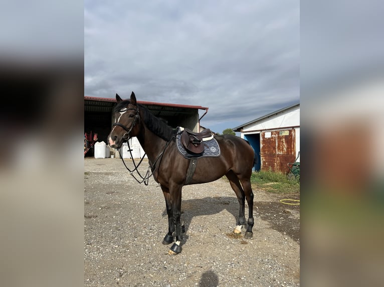 Thoroughbred Mare 6 years 16 hh Brown in Satnica &#x110;akova&#x10D;ka