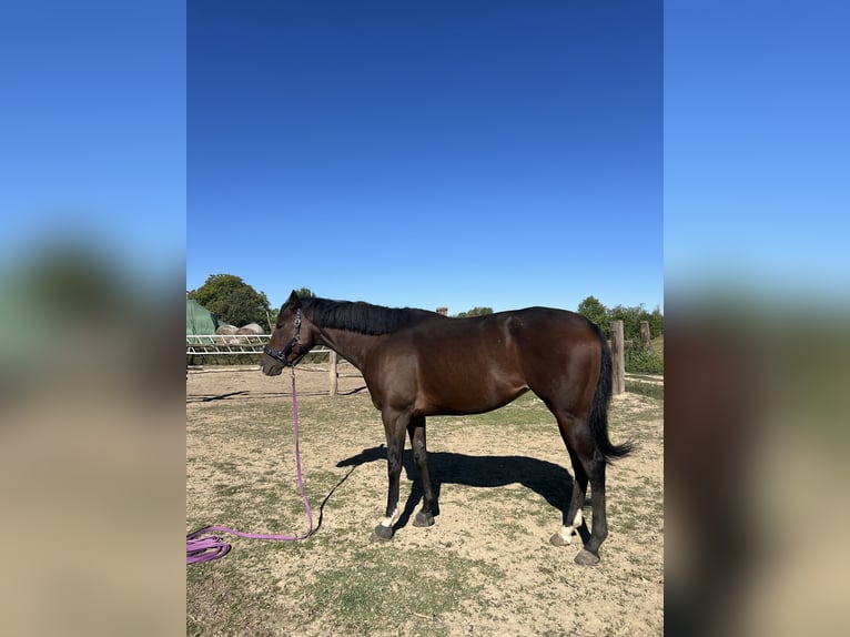 Thoroughbred Mare 6 years 16 hh Brown in Satnica &#x110;akova&#x10D;ka