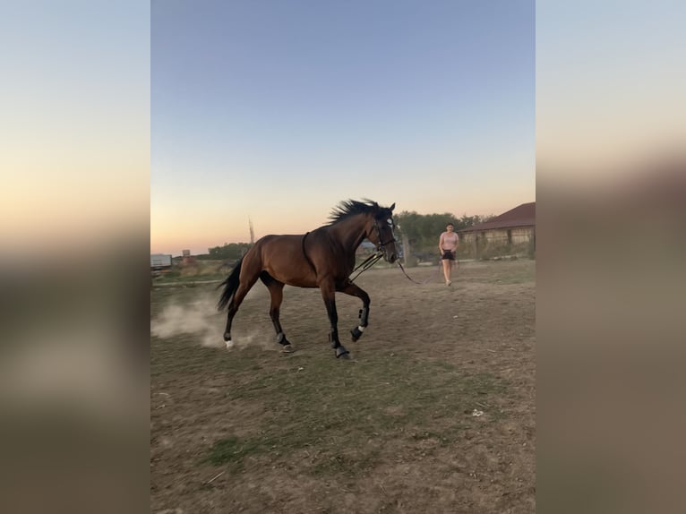Thoroughbred Mare 6 years 16 hh Brown in Satnica &#x110;akova&#x10D;ka