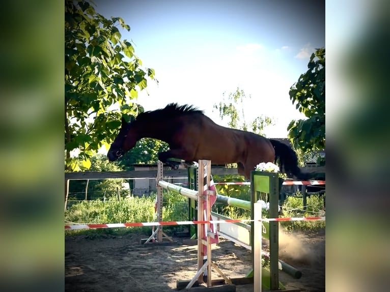Thoroughbred Mare 6 years 16 hh Brown in Satnica &#x110;akova&#x10D;ka