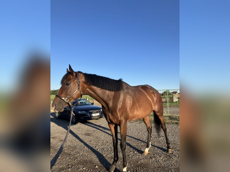 Thoroughbred Mare 6 years 16 hh Brown in Satnica &#x110;akova&#x10D;ka