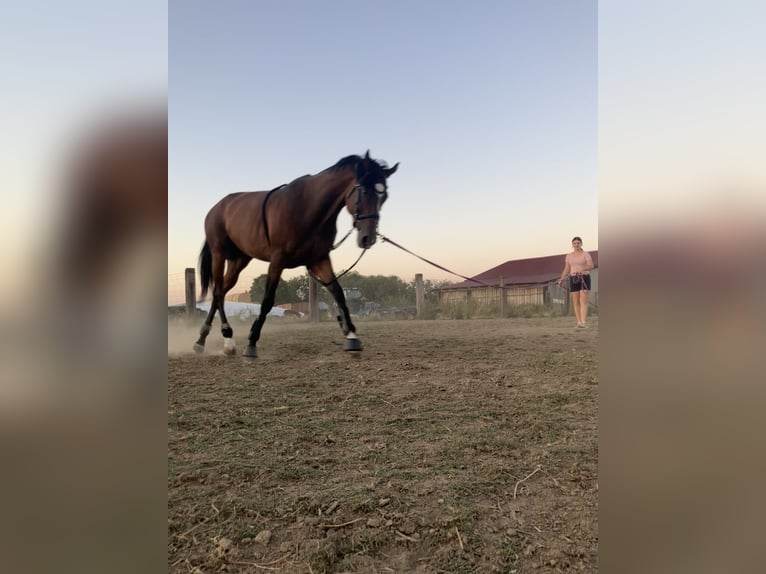 Thoroughbred Mare 6 years 16 hh Brown in Satnica &#x110;akova&#x10D;ka