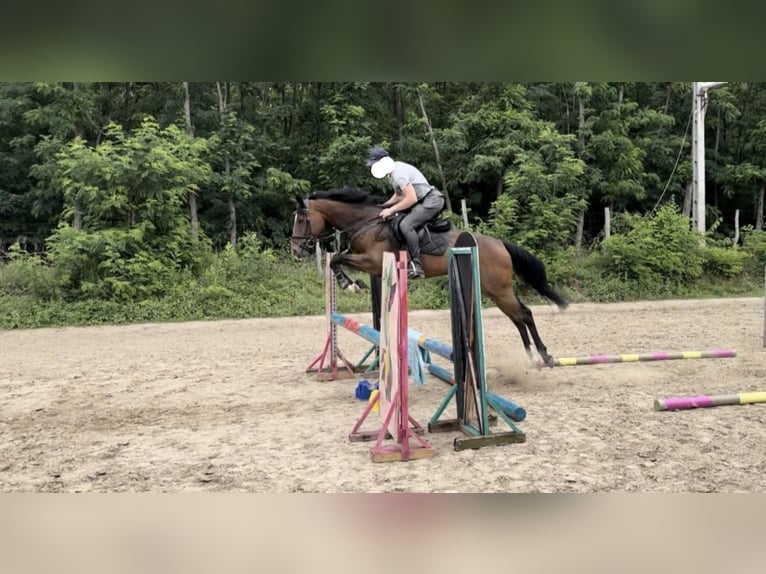 Thoroughbred Mare 6 years 16 hh Brown in Satnica &#x110;akova&#x10D;ka