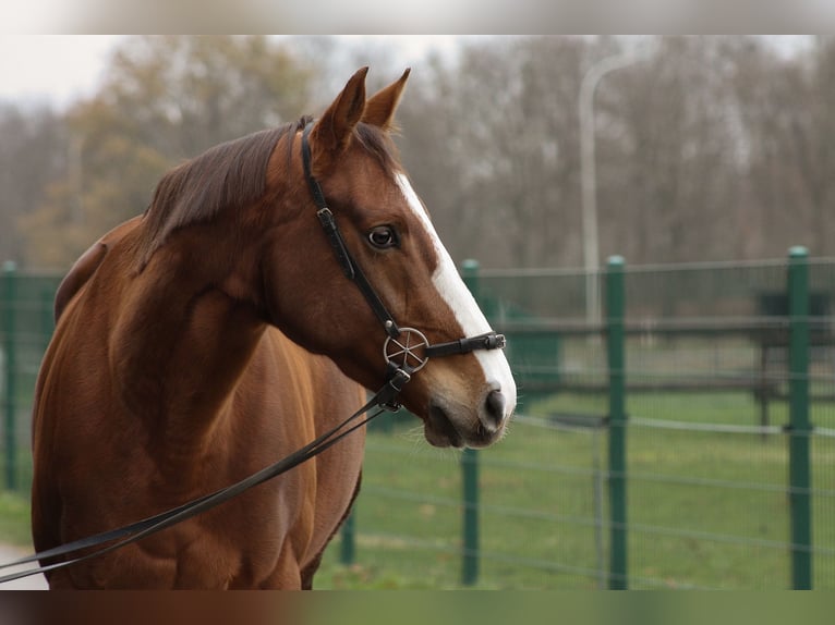 Thoroughbred Mare 6 years 16 hh Chestnut in Hilden