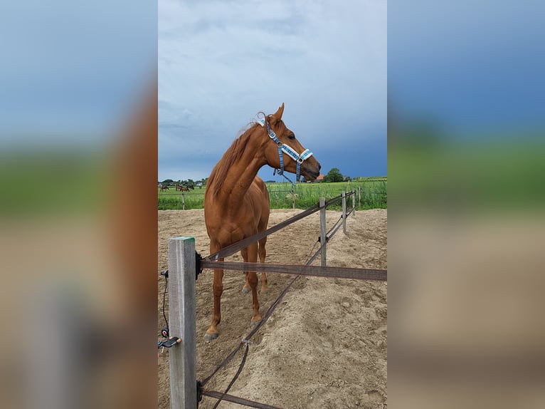Thoroughbred Mix Mare 6 years 16 hh Chestnut-Red in Zuiderwoude
