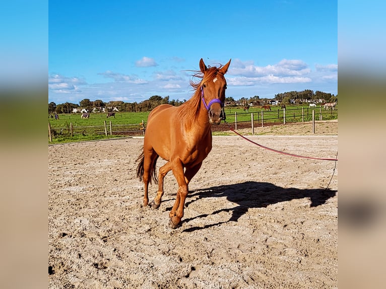Thoroughbred Mix Mare 6 years 16 hh Chestnut-Red in Zuiderwoude