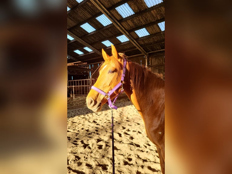 Thoroughbred Mix Mare 6 years 16 hh Chestnut-Red in Zuiderwoude