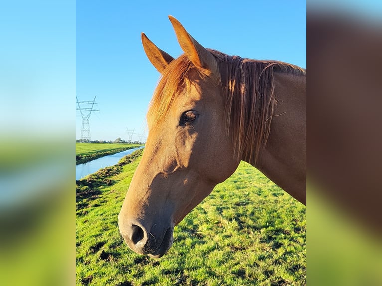 Thoroughbred Mix Mare 6 years 16 hh Chestnut-Red in Zuiderwoude