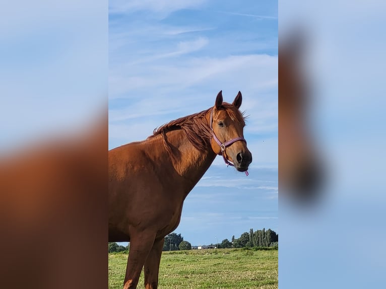 Thoroughbred Mix Mare 6 years 16 hh Chestnut-Red in Zuiderwoude