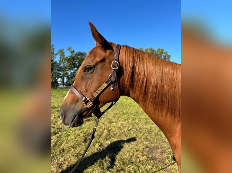 Thoroughbred Mare 6 years 16 hh Chestnut-Red in Hamburg