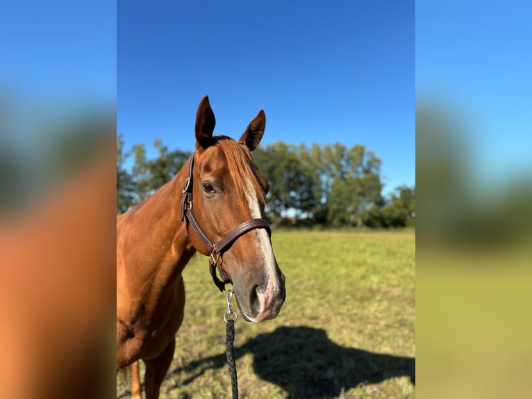 Thoroughbred Mare 6 years 16 hh Chestnut-Red in Hamburg