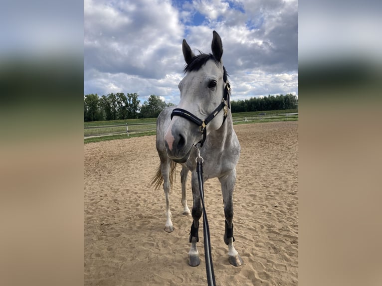 Thoroughbred Mare 6 years 16 hh Gray in Płock