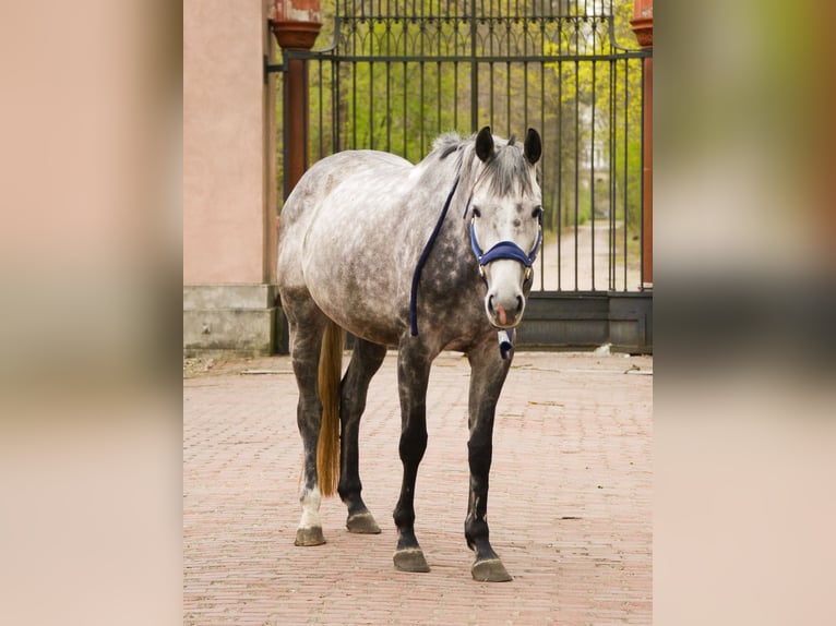 Thoroughbred Mare 6 years 16 hh Grey in Warszawa