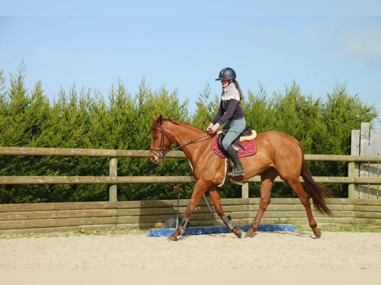 Thoroughbred Mare 6 years 16,1 hh Chestnut-Red in 22 Rue Lemoine Montoire-sur-le-loir