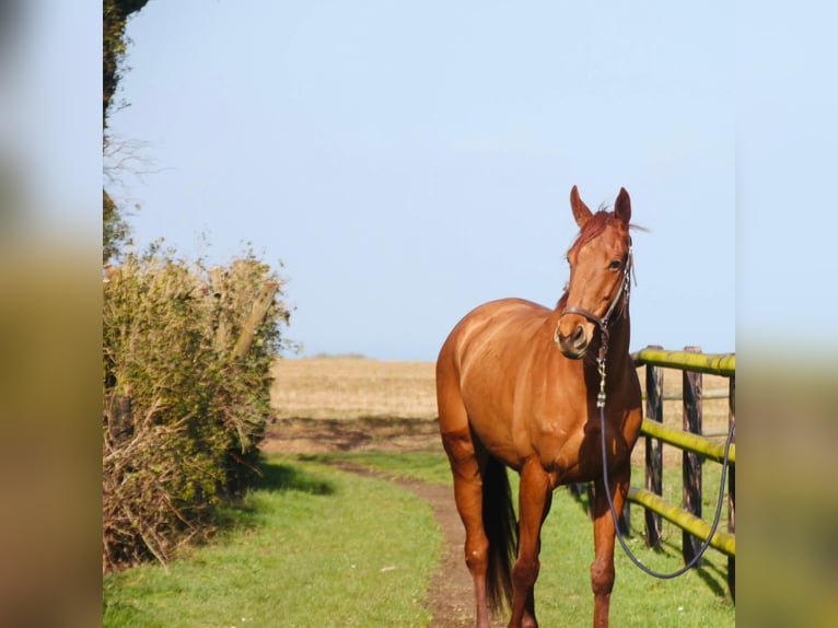 Thoroughbred Mare 6 years 16,1 hh Chestnut-Red in 22 Rue Lemoine Montoire-sur-le-loir