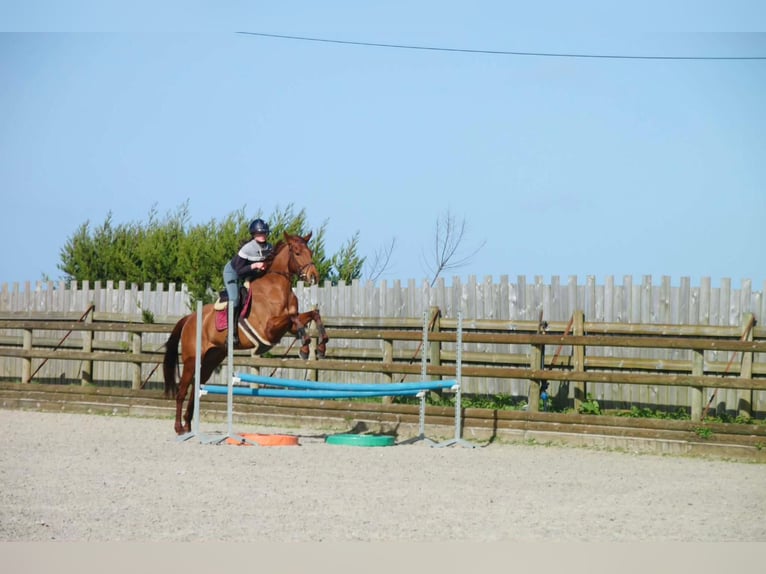 Thoroughbred Mare 6 years 16,1 hh Chestnut-Red in 22 Rue Lemoine Montoire-sur-le-loir