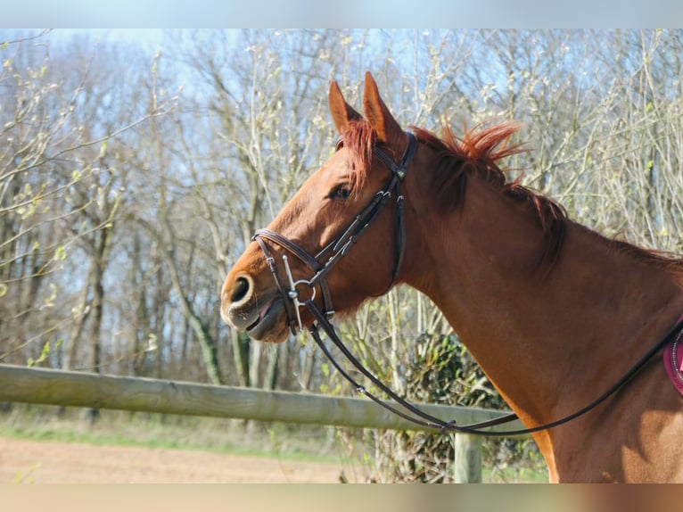 Thoroughbred Mare 6 years 16,1 hh Chestnut-Red in 22 Rue Lemoine Montoire-sur-le-loir
