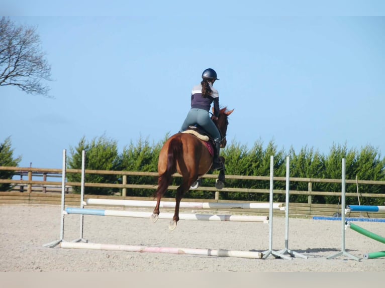 Thoroughbred Mare 6 years 16,1 hh Chestnut-Red in 22 Rue Lemoine Montoire-sur-le-loir