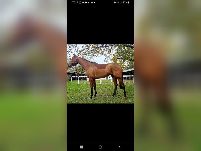 Thoroughbred Mare 6 years 16,2 hh Brown in Durmersheim