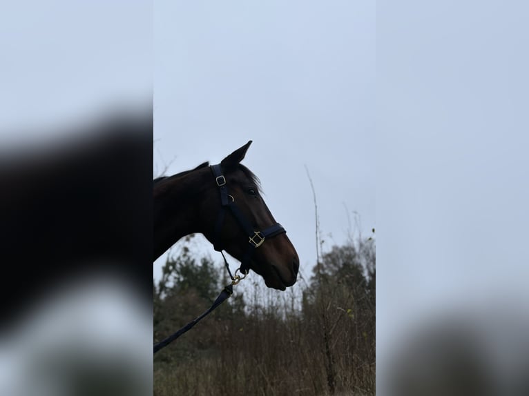 Thoroughbred Mare 6 years 16,3 hh Brown in Saint-Cast-le-Guildo
