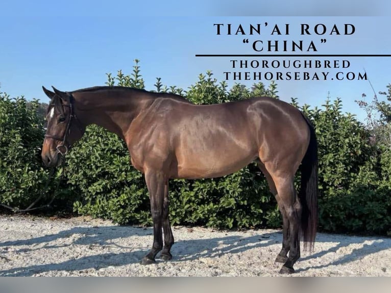 Thoroughbred Mare 6 years Bay in Ocala, FL