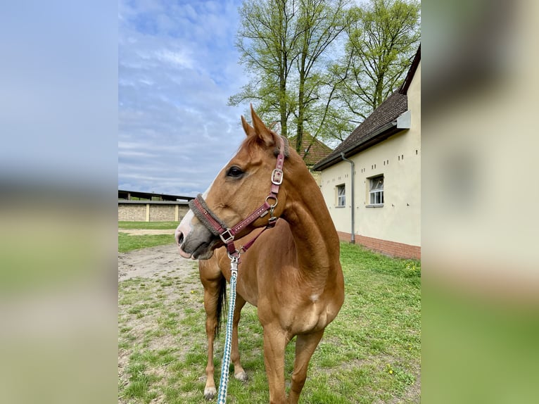 Thoroughbred Mare 6 years Chestnut-Red in Neuenhagen