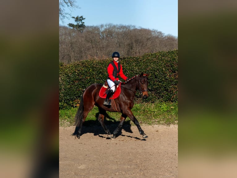 Thoroughbred Mare 7 years 15,1 hh Brown in Brehal
